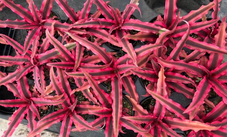 راهنمای کامل پرورش و کاشت گیاه کریپتانتوس؛ از آبیاری تا نور مناسب