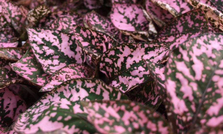 روش نگهداری؛ تکثیر و پرورش گیاه هیپوستس (گل سنگ خال صورتی)