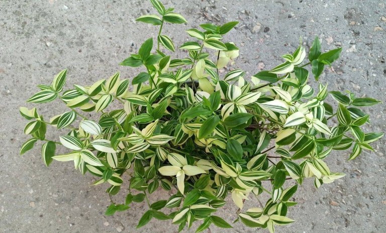 روش نگهداری، پرورش و تکثیر گیاه ترادسکانتیا پالیدا (برگ بیدی)