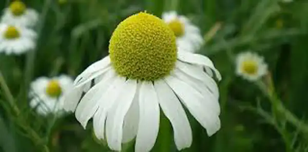 تعبیر خواب دیدن بابونه سبز برای زن متاهل و باردار و دختر مجرد از روانشناسی