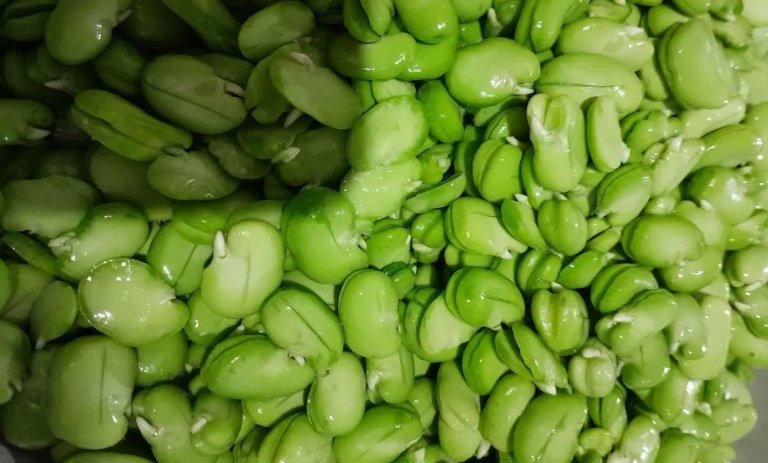 آموزش کامل و اصولی خلال باقلا سبز+ نکات