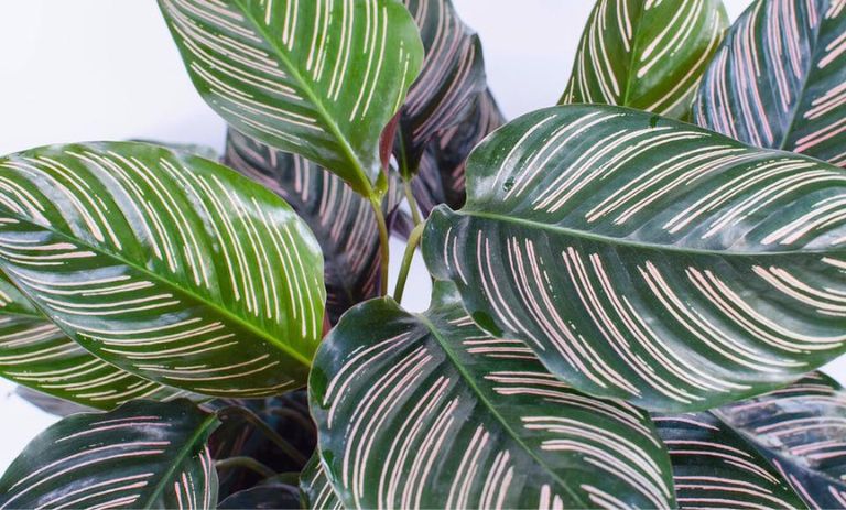 روش پرورش؛ تکثیر و نگهداری گیاه آپارتمانی کالاتیا