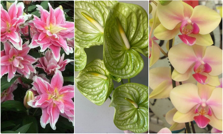 معروف‌ترین گل‌های جهان را بشناسید؛ اسم + تصویر