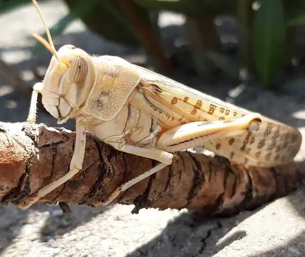 تعبیر خواب ملخ خاکستری برای زن متاهل و باردار و دختر مجرد از روانشناسی