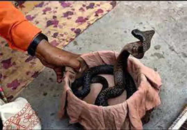 تعبیر خواب مار در لباس برای زن متاهل و باردار و دختر مجرد از روانشناسی