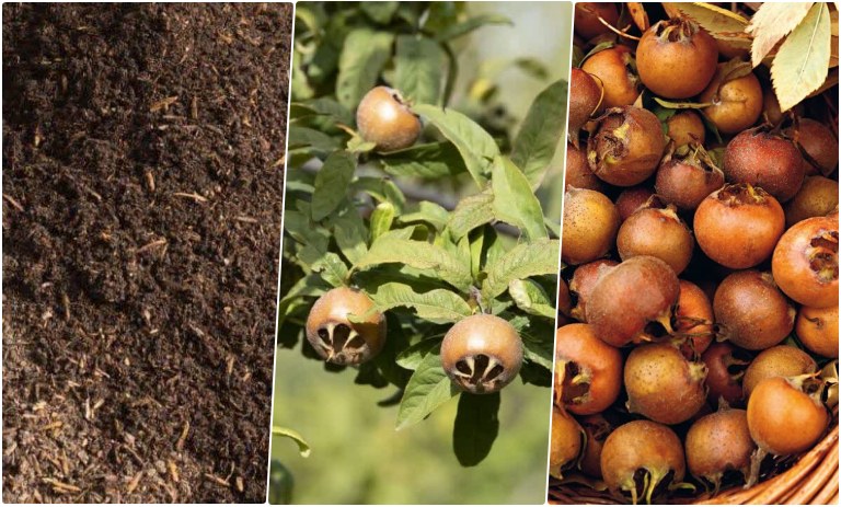 هسته ازگیل را چگونه بکاریم؟ + روش نگهداری