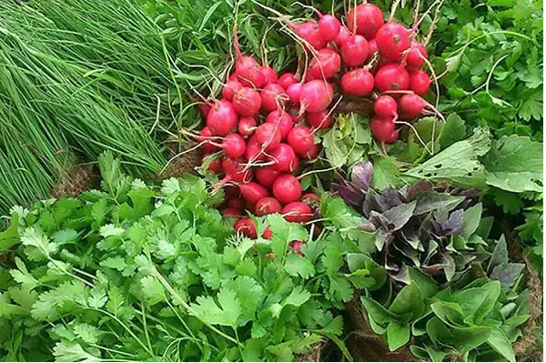 تعبیر خواب سبزی خوردن امام صادق برای زن متاهل و باردار و دختر مجرد از روانشناسی