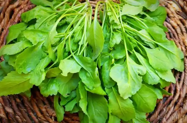 تعبیر خواب سبزی شاهی برای زن متاهل و باردار و دختر مجرد از روانشناسی