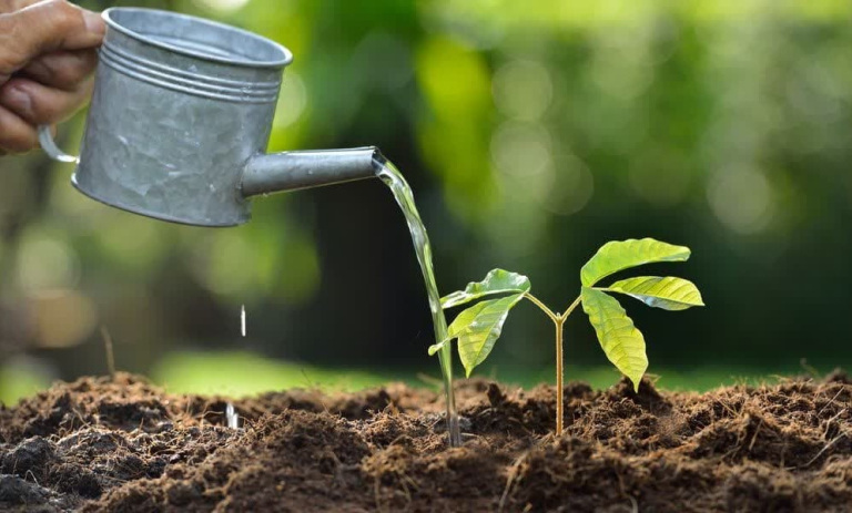 کدام نوع آب برای گیاهان خانگی بهتر است؟ راز رشد سبز!