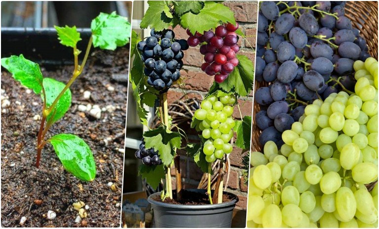 روش کاشت درخت انگور با یک حبه انگور در خانه + روش نگهداری