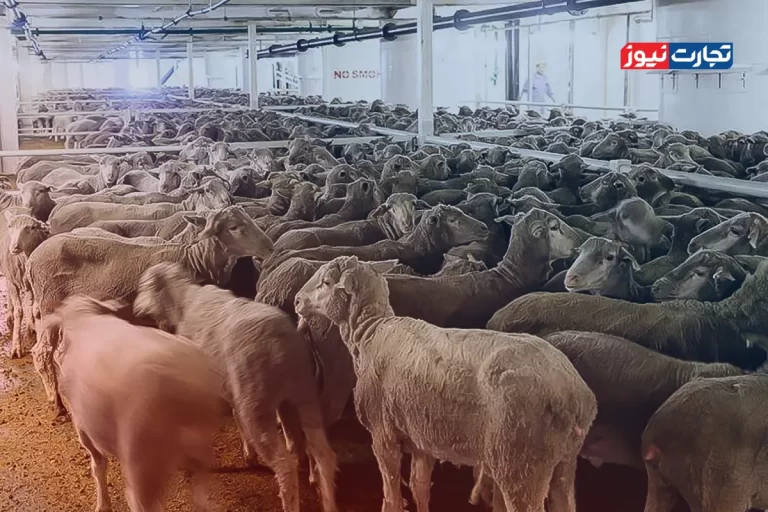 قیمت دام زنده امروز ۱۸ تیر ۱۴۰۴ + جدول – تجارت نیوز