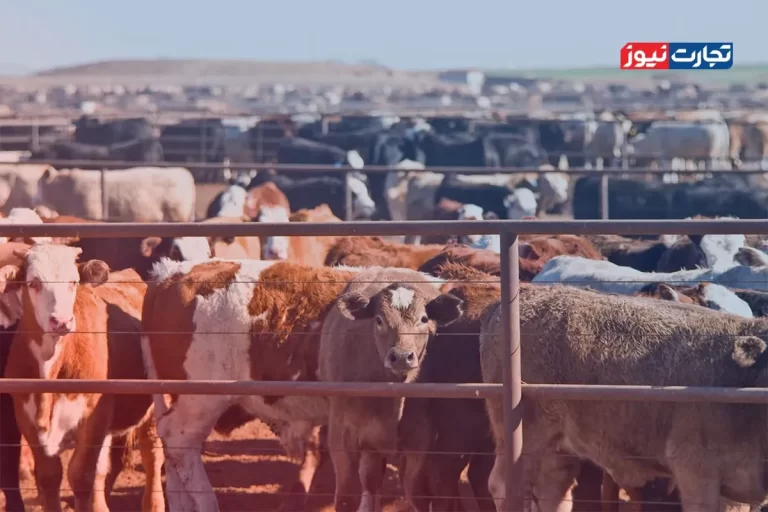 قیمت دام زنده امروز ۲۹ تیر ۱۴۰۴ + جدول – تجارت نیوز