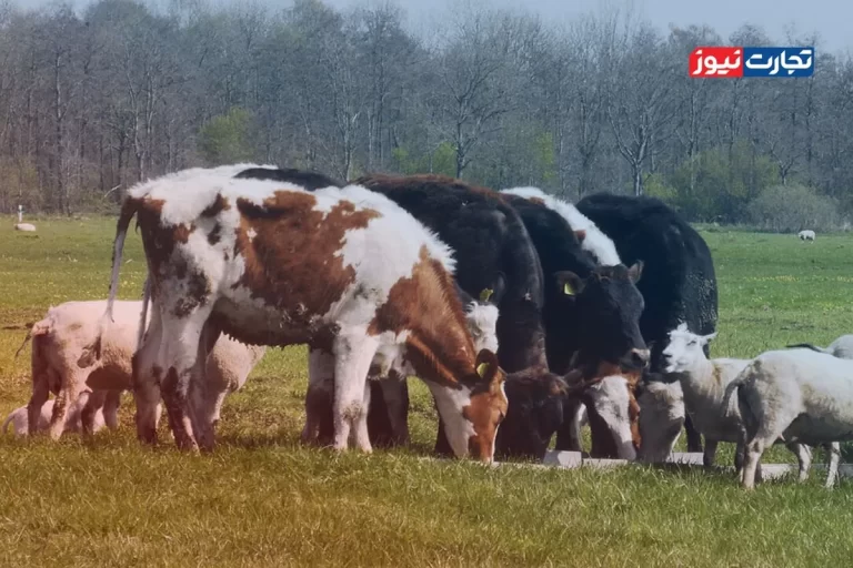 قیمت دام زنده امروز ۲۸ تیر ۱۴۰۴ + جدول – تجارت نیوز