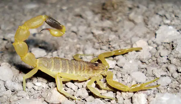 تعبیر خواب عقرب زرد در خانه برای زن متاهل و باردار و دختر مجرد از روانشناسی