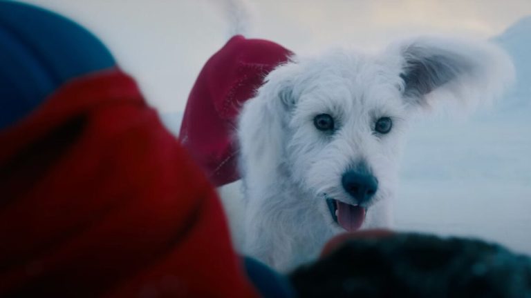 بعد از فیلم Superman تقاضا برای به سرپرست گرفتن سگ به شدت افزایش یافته است