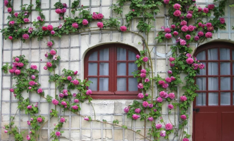 راهنمای کامل پرورش رز رونده؛ نگهداری و قلمه‌ زدن