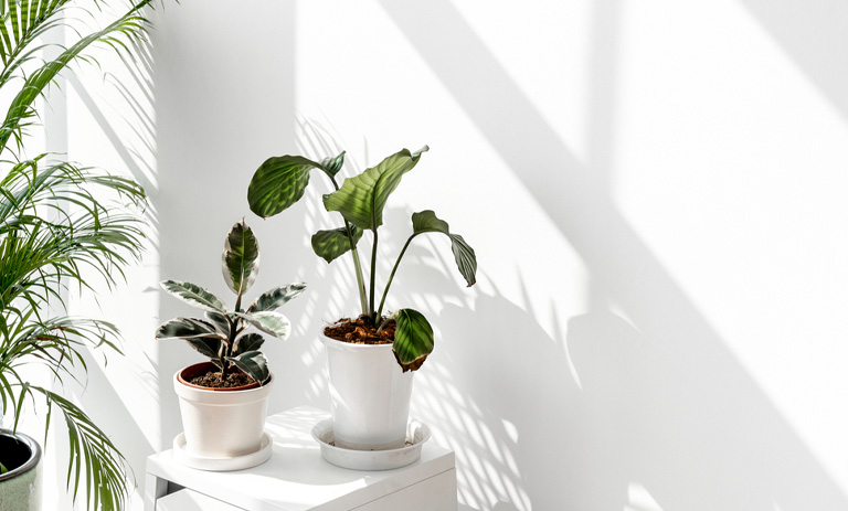 گیاهانی که هوای خانه را در تابستان خنک نگه می‌دارند