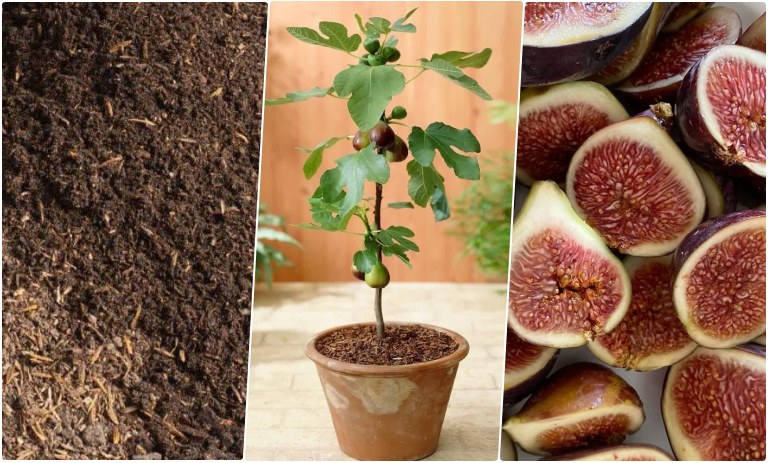 آموزش کاشت انجیر در گلدان + روش نگهداری