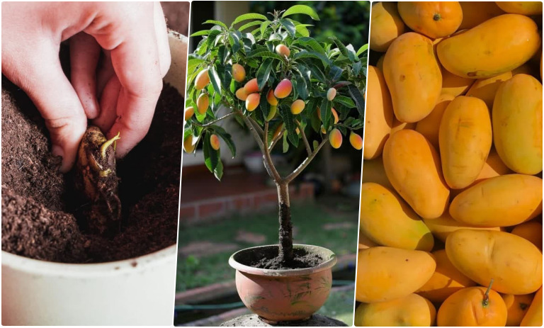 آموزش کاشت هسته انبه در گلدان + روش نگهداری