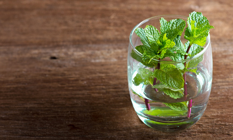 روش کاشت نعناع در آب؛ روشی جذاب برای پرورش نعناع در خانه
