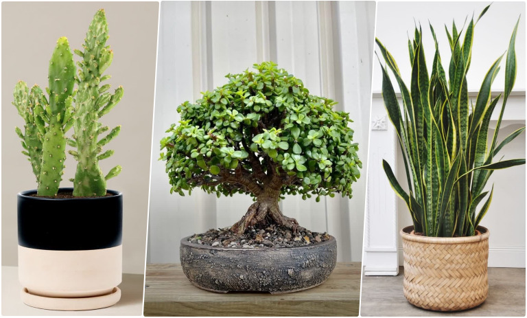 کدام گیاهان برای میز کار مناسب‌اند؟ 7 گیاه مقاوم و زیبا