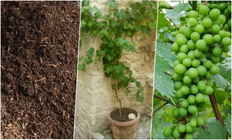 آموزش کاشت غوره در گلدان + روش نگهداری