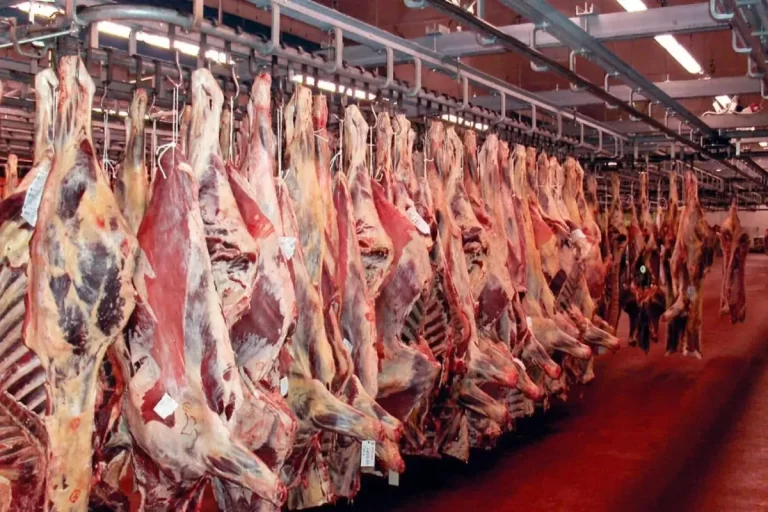 تولید گوشت قرمز تا پایان سال به ۹۴۰ تا ۹۵۰ هزارتن می رسد