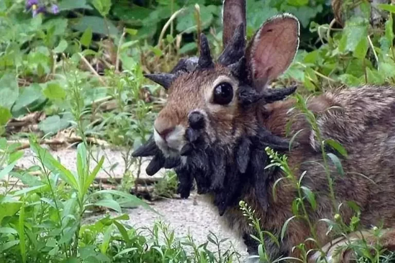 کلرادو در وحشت خرگوش زامبی خونخوار