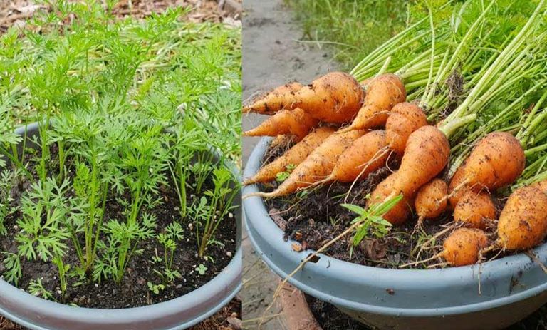 کاشت هویج با ته هویج و بذر آن در گلدان+ روش نگهداری
