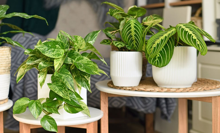 معرفی 7 گیاه آپارتمانی که عاشق رطوبت هستند