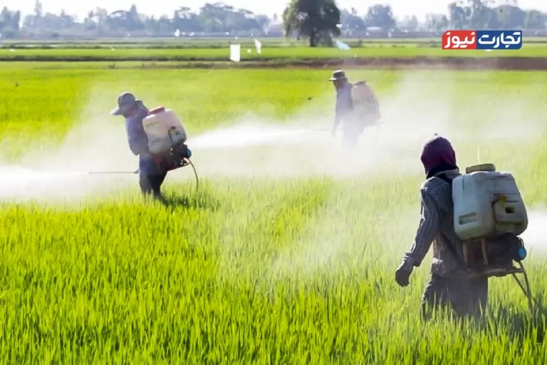 افزایش قیمت کود شیمیایی انگیزه کشاورزان را گرفت / علت گرانی کود شیمیایی توقف تولید در زمستان بود