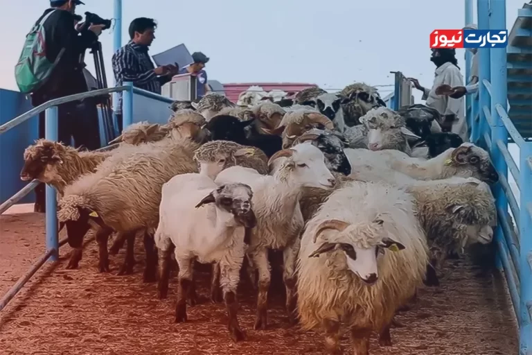 قیمت دام زنده امروز ۱۱ مرداد ۱۴۰۴