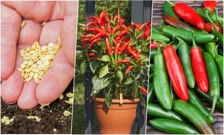 آموزش کاشت فلفل تند و شیرین در گلدان + روش نگهداری
