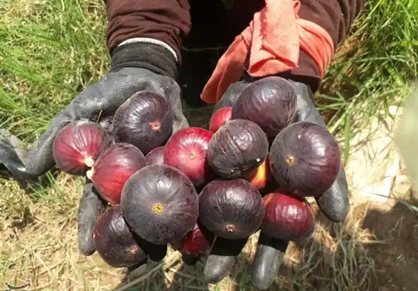 تعبیر خواب انجیر چیدن برای زن متاهل و باردار و دختر مجرد از روانشناسی