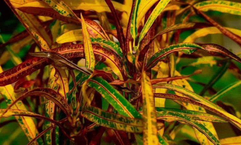 راهنمای نگهداری گیاه کروتون رشته‌ای + روش تکثیر آن