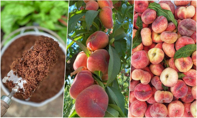 کاشت هلو انجیری در گلدان + زمان کاشت و روش نگهداری