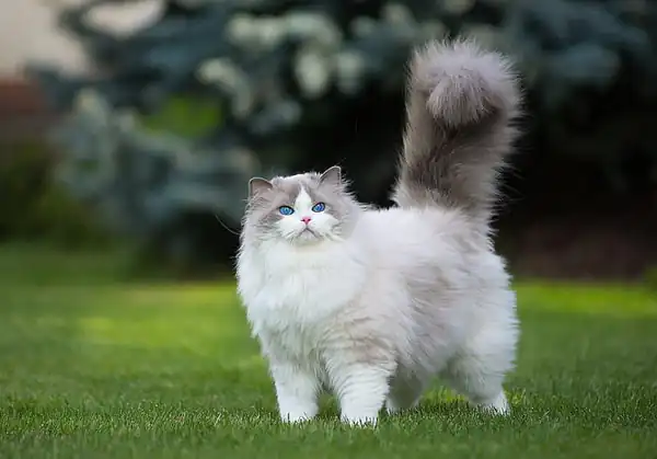 تعبیر خواب گربه از حضرت یوسف برای زن متاهل و باردار و دختر مجرد از روانشناسی