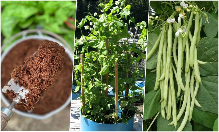 آموزش کاشت لوبیا سبز در گلدان و باغچه + روش نگهداری