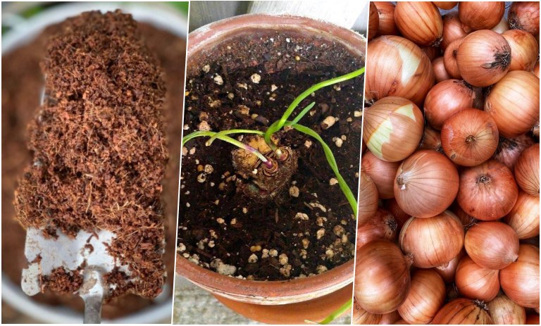 آموزش کاشت پیاز در گلدان + روش نگهداری