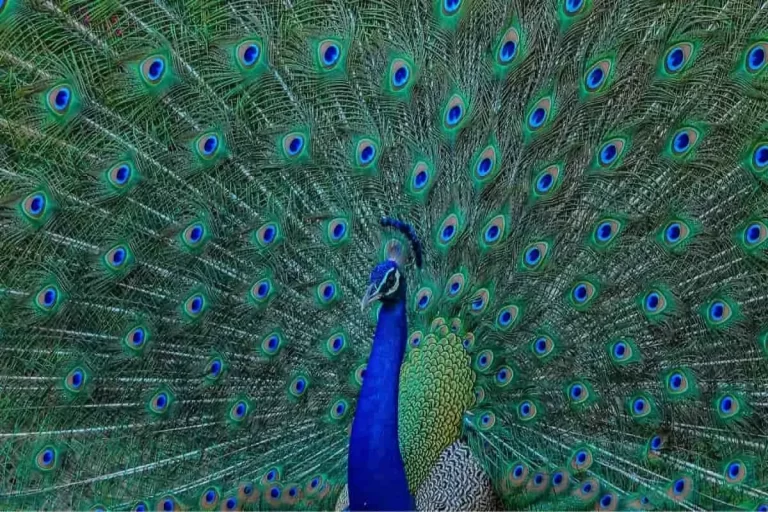 کشف خارق‌العاده دانشمندان؛ پرهای طاووس می‌توانند نور لیزر تولید کنند!