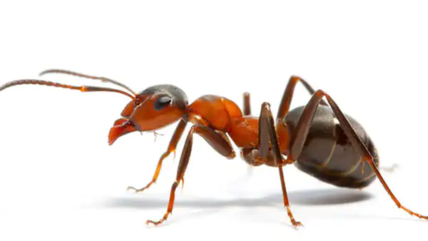 تعبیر خواب مورچه در دهان برای زن متاهل و باردار و دختر مجرد از روانشناسی