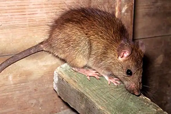 تعبیر خواب موش بزرگ در خانه برای زن متاهل و باردار و دختر مجرد از روانشناسی