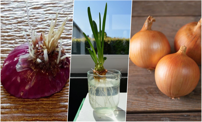 آموزش کاشت پیاز در بطری آب+ روش نگهداری