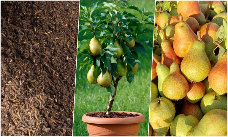 آموزش کاشت گلابی در گلدان + روش نگهداری