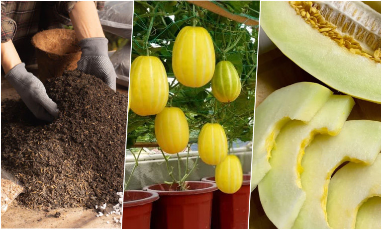 آموزش کاشت خربزه در گلدان+ روش نگهداری