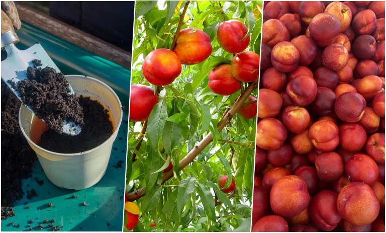 آموزش کاشت هسته شلیل در گلدان+ روش نگهداری