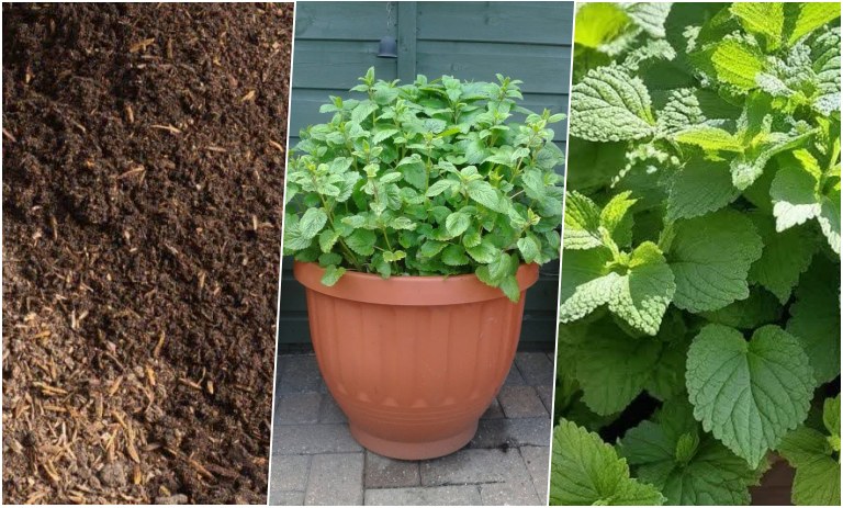 روش کاشت بادرنجبویه در گلدان + روش نگهداری و موارد استفاده