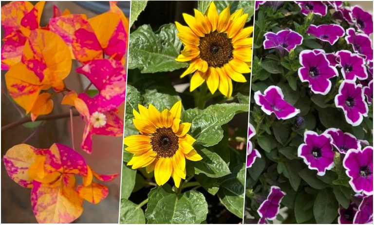 10 گیاه مناسب برای بالکن در روزهای گرم تابستان + نحوه مراقبت