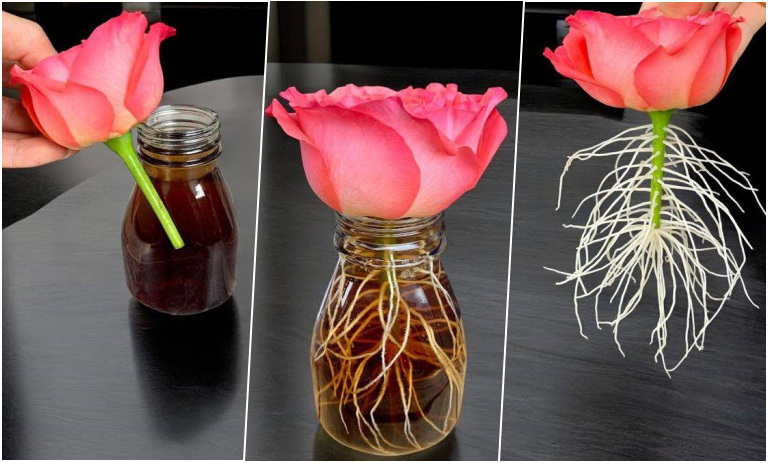 نحوه پرورش گل رز از یک شاخه فقط با یک لیوان + روش نگهداری