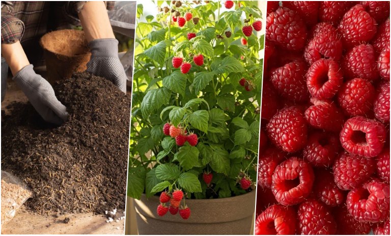 آموزش کاشت رزبری در گلدان + روش نگهداری